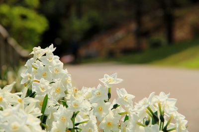 Close-up of white flowers