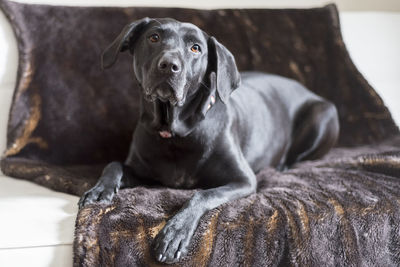 Close-up portrait of black dog on couch