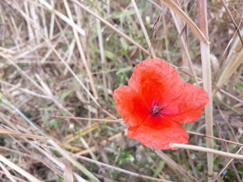 Close-up of red flower on field