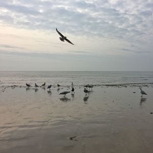 Seagull flying over sea