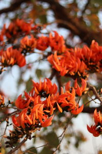 Close-up of red flowering plants