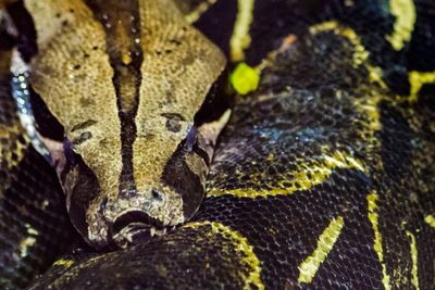 Close-up of snake