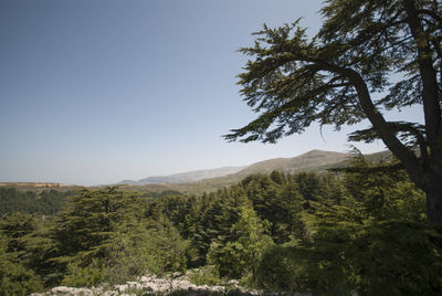 Trees on landscape against clear sky