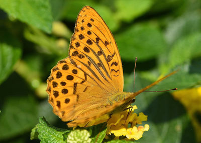 Close-up of butterfly on yellow flower