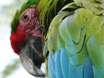 Close-up of parrot