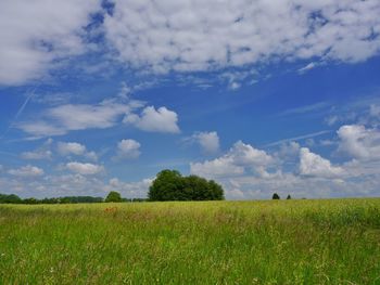 Scenic view of grassy field against sky