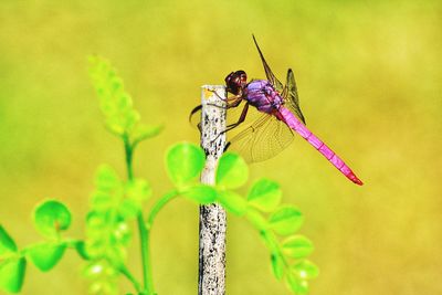 Close-up of pink dragonfly