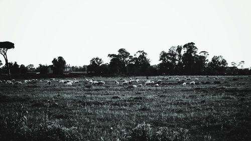 Scenic view of field against clear sky