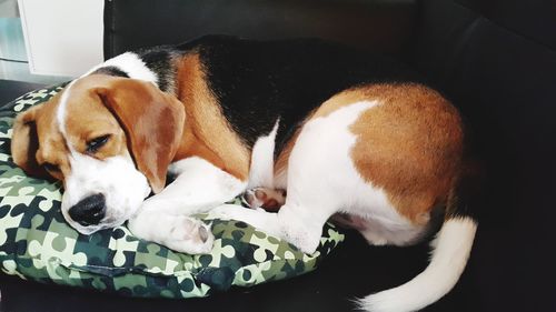 Close-up of a dog sleeping