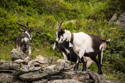 View of sheep on rock