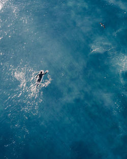 High angle view of bird swimming in sea