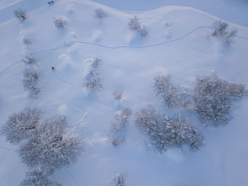 High angle view of trees on snow covered land