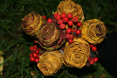 High angle view of berries on plant