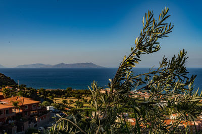 Plants growing by sea against blue sky, typical sicilian landscape. 