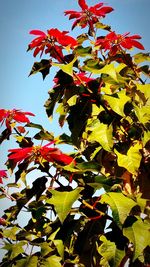 Low angle view of red flowers on tree