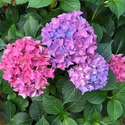 Close-up of pink flowers