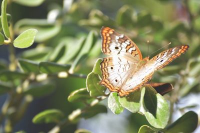 Close-up of butterfly perching on leaf