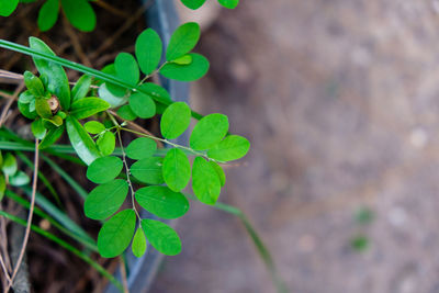 Close-up of fresh green plant