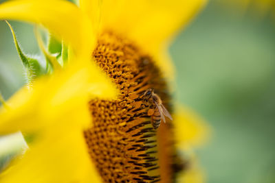 Close-up of yellow flower