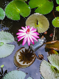 Lotus flower blooming in the water