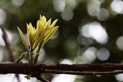 Close-up of yellow flowering plant