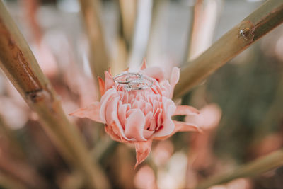 Close-up of pink rose flower