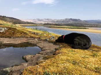 Dog in a lake