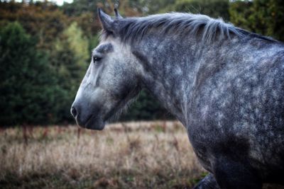 Side view of horse