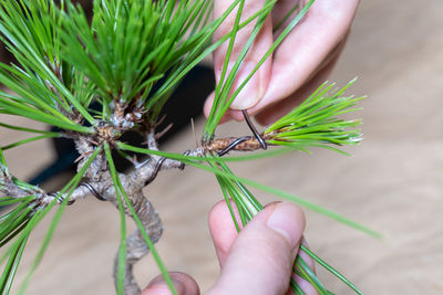 Pine bonsai tree