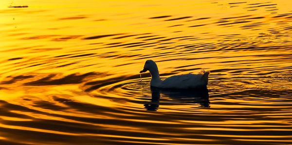 Bird swimming in lake during sunset