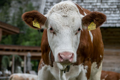 Portrait of cow