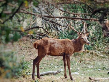Deer against blurred background