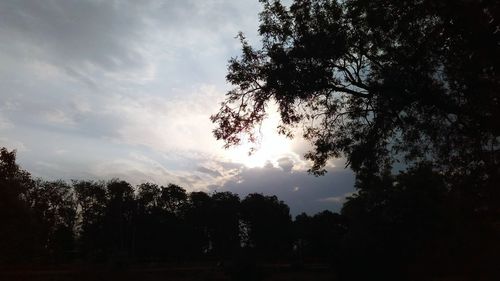 Low angle view of silhouette trees in forest against sky