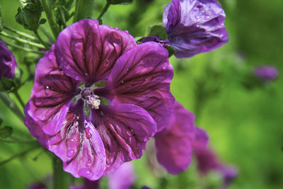 Close-up of wet purple flower