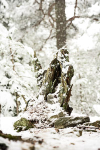 Close-up of snow on tree trunk