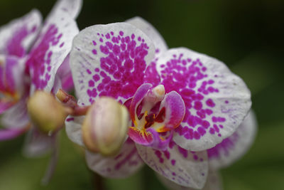 Close-up of pink flowers blooming outdoors