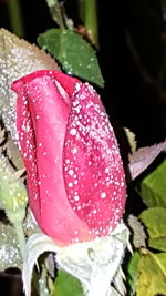 Close-up of pink flowers