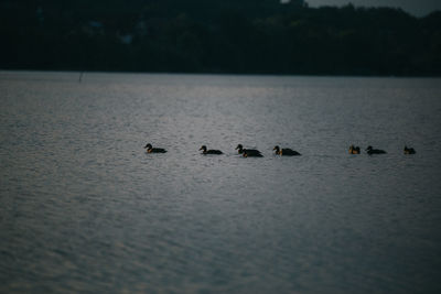 Swans swimming in lake against sky