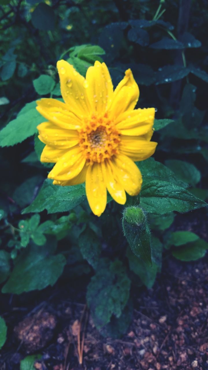 flower, yellow, petal, freshness, fragility, flower head, growth, beauty in nature, close-up, nature, blooming, plant, single flower, water, leaf, focus on foreground, wet, pollen, in bloom, drop