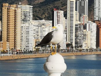 Seagull perching on a city