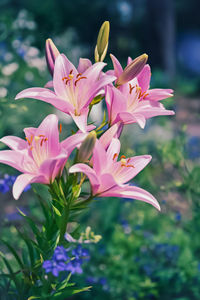 Close-up of yellow flowering plant