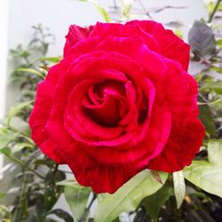 Close-up of red rose