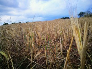 View of stalks in field against cloudy sky