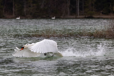 View of swan in lake