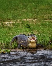 View of a turtle in the lake