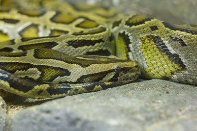 Close-up of snake