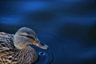 Close-up side view of a duck in lake