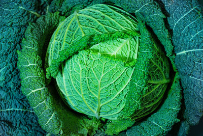 Full frame shot of cabbage