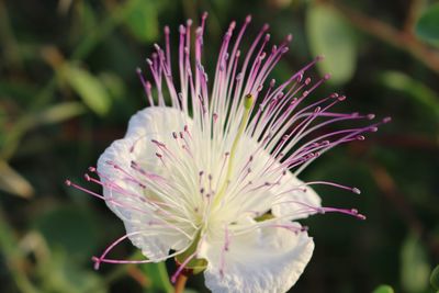 Close-up of purple flowering plant