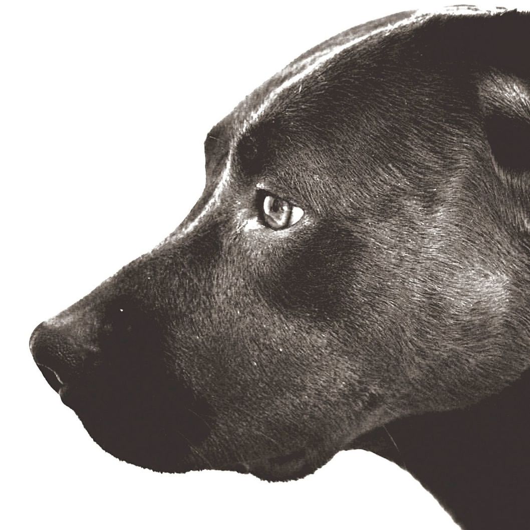 CLOSE-UP OF BLACK DOG AGAINST WHITE BACKGROUND